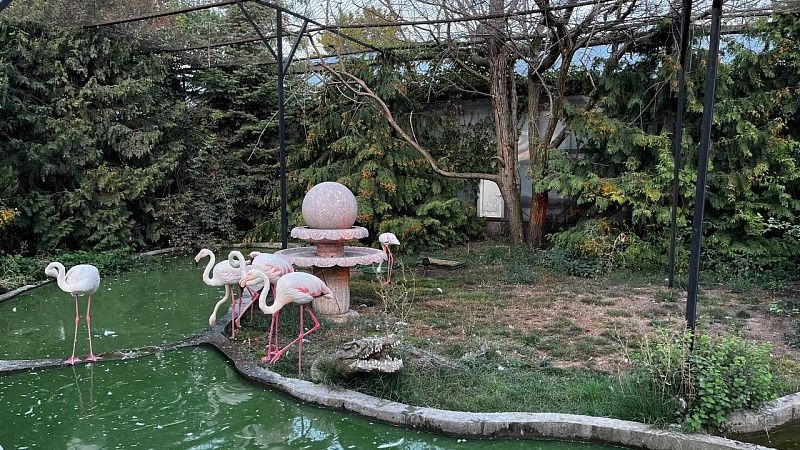 Названа причина, почему фламинго зимой не остаются в Крыму