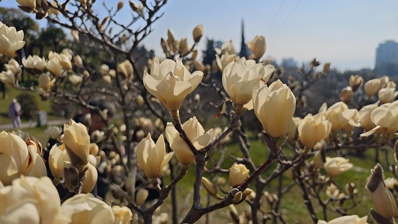 Редкая жёлтая бруклинская магнолия расцвела в Сочи 