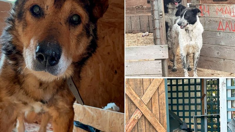 «Зоозащитники» прокрались в приют и выпустили оттуда всех собак в Петрозаводске