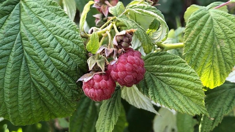 Урожай малины и голубики останется на уровне прошлого года на Кубани