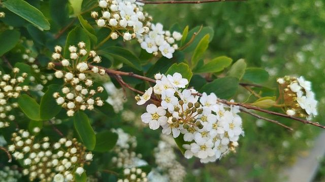 Туман и потепление до +24 градусов ожидаются в Краснодаре 23 апреля