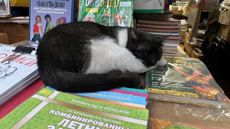 Самого красивого кота мира планируют показать на выставке в Москве