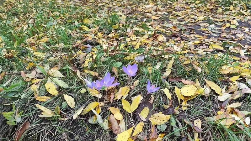 Поляны краснокнижного шафрана нашли на горе Собер-Баш на Кубани