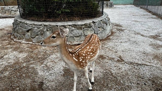 Фото: телеканал «Краснодар»