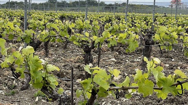 Новый питомник винограда на Кубани будет давать 1 млн саженцев в год Фото: телеканал «Краснодар»