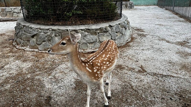 Водитель сбил самку оленя на трассе Краснодар – Керчь и скрылся
