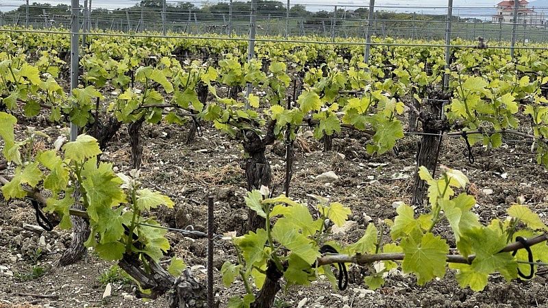 Новый питомник винограда на Кубани будет давать 1 млн саженцев в год