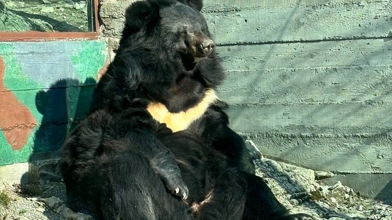 Медведь накинулся на двух человек в Сахалинской области