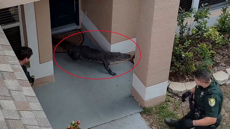 Полицейский поборол аллигатора у дома жительницы Флориды в США