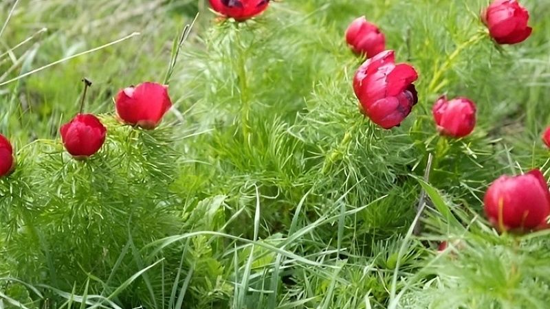 Краснокнижные растения нашли в Успенском районе
