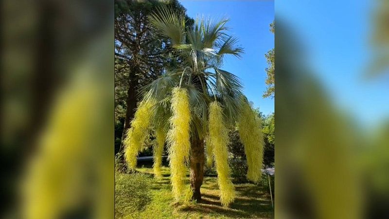 Редкая 125-летняя голубая пальма зацвела в сочинском Дендрарии
