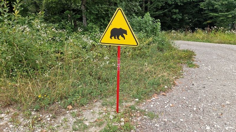 На месте поисков семьи Усольцевых заметили медведей в Красноярском крае