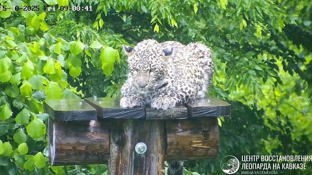 Фото: t.me/leopardcenter