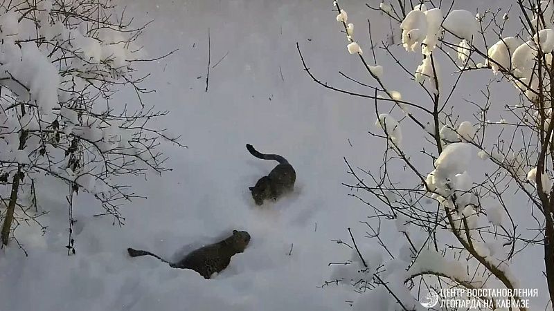 Самка Леопарда Олимпия с сыном попали на видео во время снежных игр в Сочи 