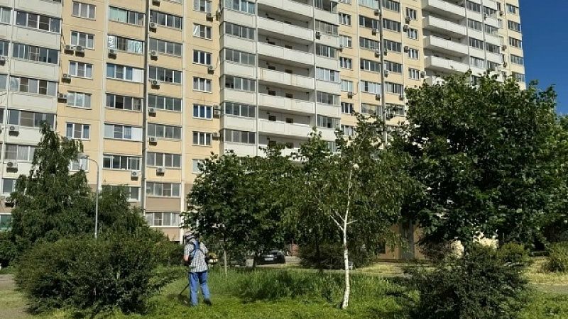 Евгений Наумов рассказал об интенсивной борьбе с сорняками в Краснодаре 