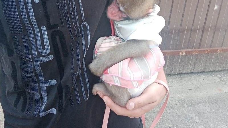 Домашнюю макаку Машу похитили в Санкт-Петербурге