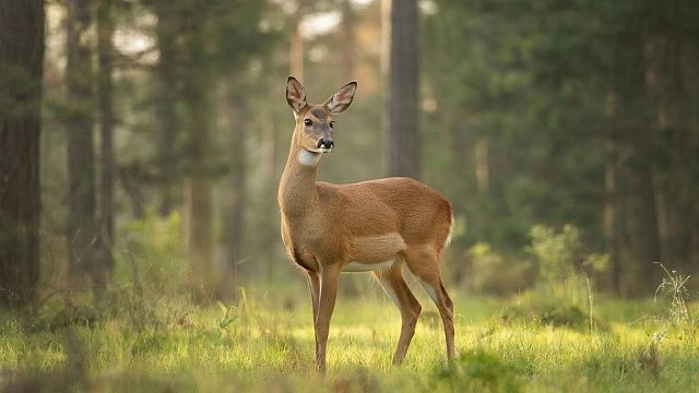 Спасение молодой косули из торгового центра попало на видео в Сочи