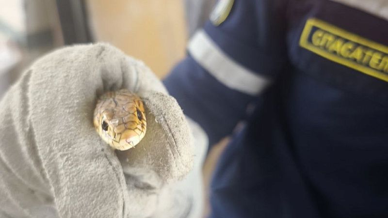 Змея проникла в подвал и напугала жильцов дома в Новороссийске