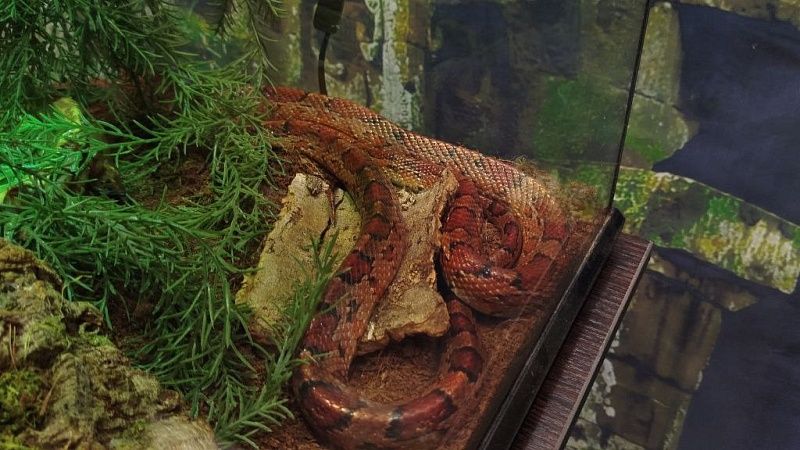 Домашняя змея набросилась на хозяина и укусила его в пах в Башкирии