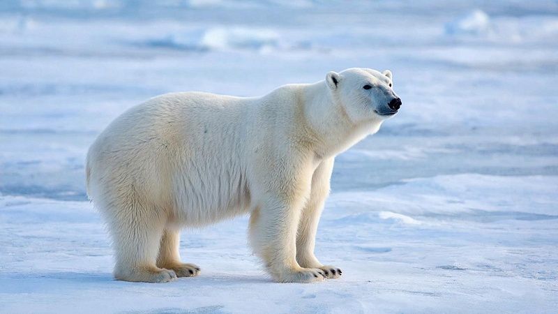 Белый медведь в поисках нерпы разгромил метеостанцию на мысе Челюскина