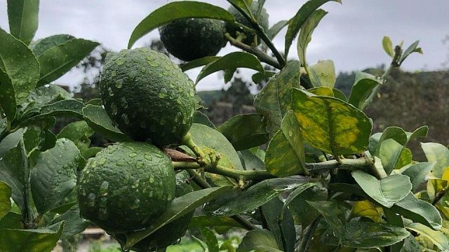 Фото: телеканал «Краснодар»