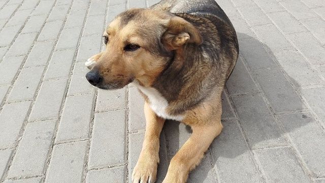 Появилось видео спасения выпавшей из окна собаки в Южно-Сахалинске