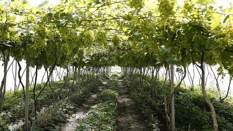 Заложили 6,5 тысячи гектаров новых виноградников за 10 лет на Кубани