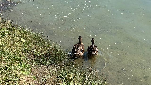 Эколог Голубитченко рекомендовал не брать воду из реки Кубань для сельхознужд