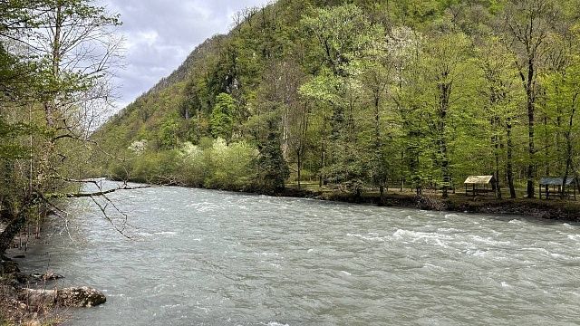 Представляющие опасность для экологии останки коровы нашли в реке Псахо в Сочи