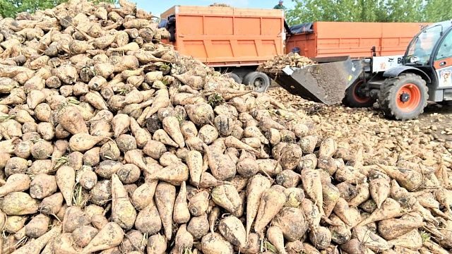 Почти 2 миллиона тонн сахарной свёклы собрали на Кубани