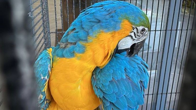 Неизвестные отравили газом около 70 попугаев в частном зоопарке в Ленобласти