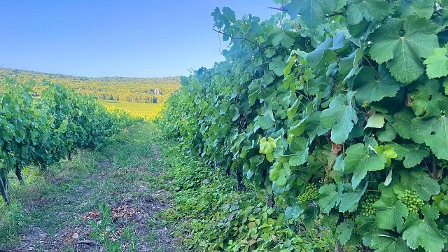 Более 1,3 млрд рублей вложат в 2025 году в виноградную отрасль Кубани