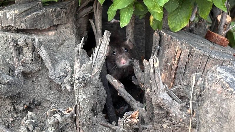 Из-за нашествия грызунов «Крысогон» устроили жители Петербурга