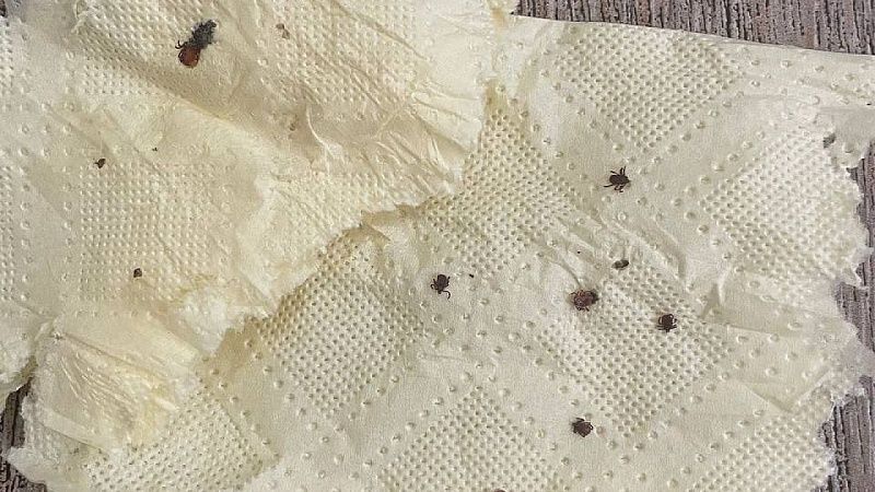 От укусов клещей с начала года пострадали более 750 жителей Кубани  