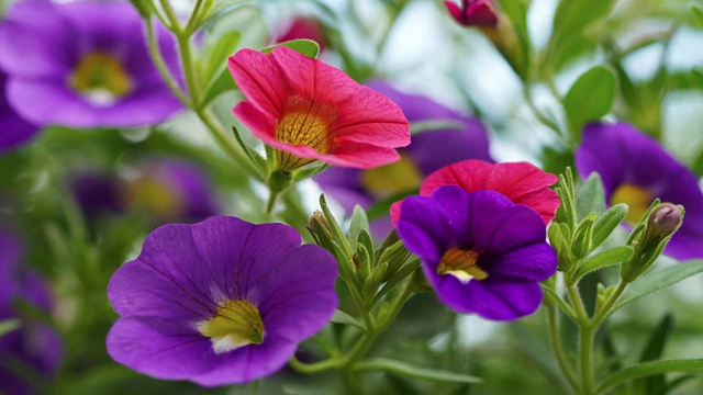 В апреле и мае в столице Кубани высадят около 300 тысяч цветов