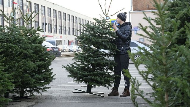 Более 40 ёлочных базаров откроются 15 декабря в Краснодаре