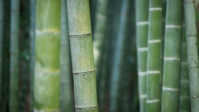 18 сентября в мире отмечается День бамбука. Фото: pixabay.com