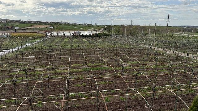 Два человека пострадали от нападения «несчастной» коровы в Америке