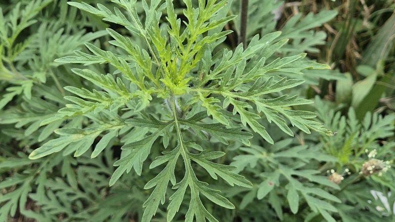 Более 20 тысяч гектаров амброзии скосили в Краснодаре