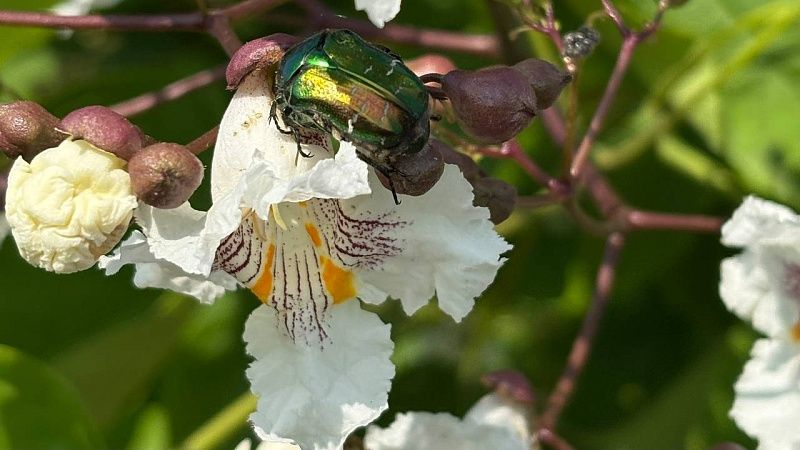 Врач Горячев рассказал о «ложной аллергии» после ковида