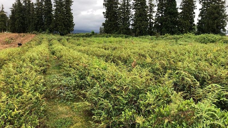 Чаеводы в 2025 году продолжили работать без договоров аренды земли в Сочи