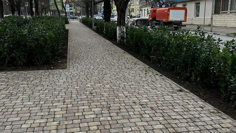 С начала года в Новороссийске высадили 3,5 тысячи деревьев и кустарников