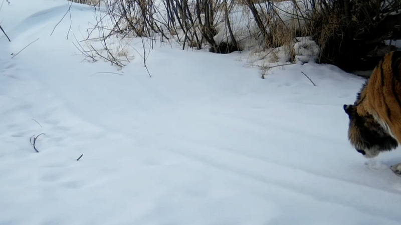 Поедающая снег тигрица Елена попала на видео в Амурской области