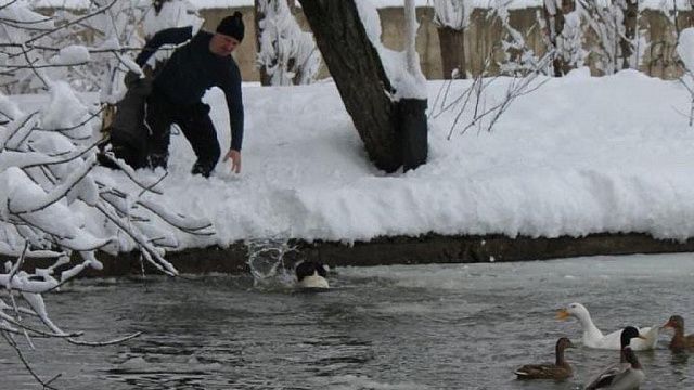На озере в Городском саду Краснодара тонула собака. Её спас неравнодушный житель
