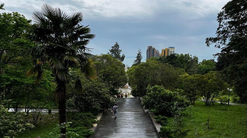 Серебристая акация зацвела до начала сезона в Сочи 