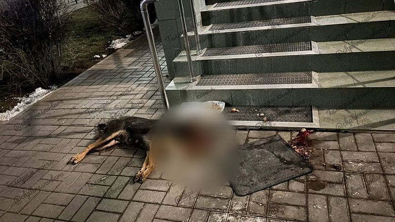 Полиция проведёт проверку по факту убийства собаки в Краснодаре 