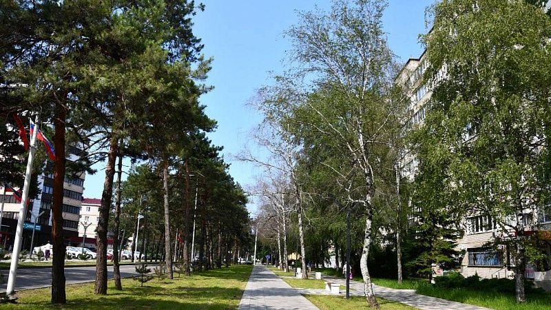 Независимая экспертиза оценила состояние деревьев в Горячем Ключе