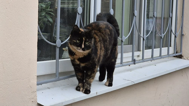 Фото: телеканал «Краснодар»