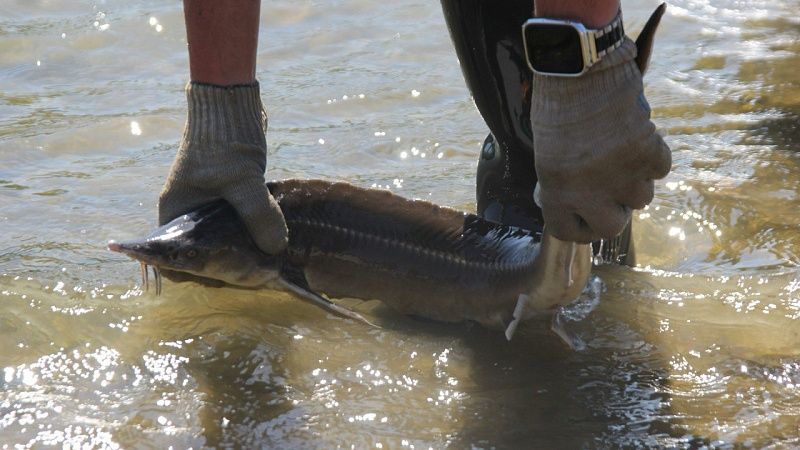 Более сотни осетровых выпустили в реку Лаба на Кубани