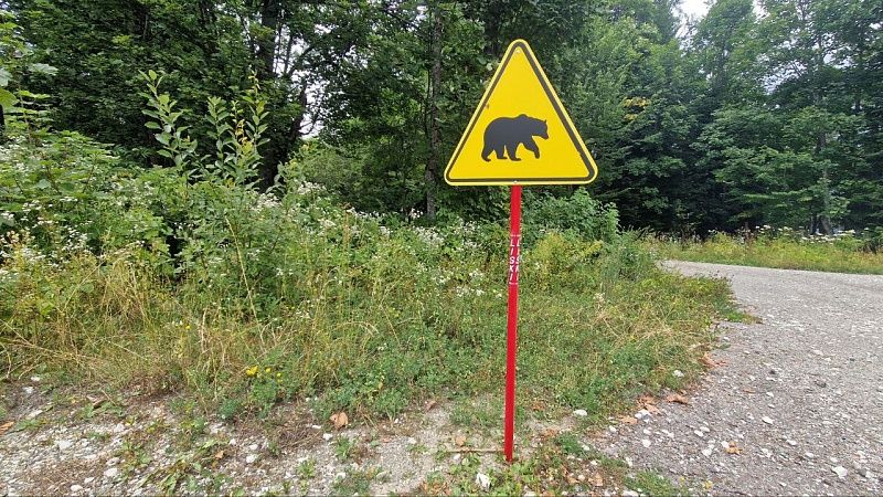 Медведя заметили в центре Курильска на Итурупе